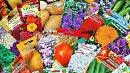 В области началась торговля некачественными семенами